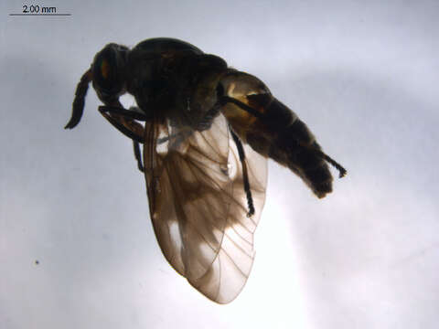 Image of Chrysops nigripes Zetterstedt 1838