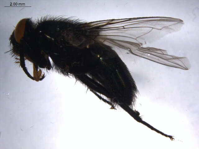 Image of Protocalliphora metallica (Townsend 1919)