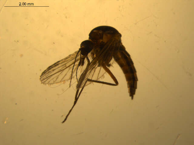 Image of Aedes impiger (Walker 1848)