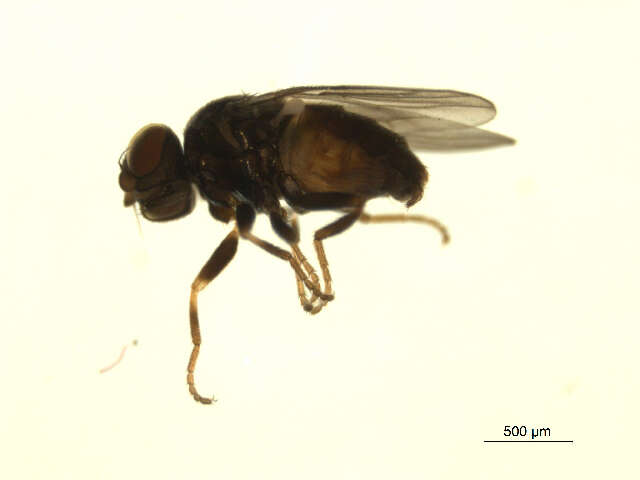 Image of Conioscinella