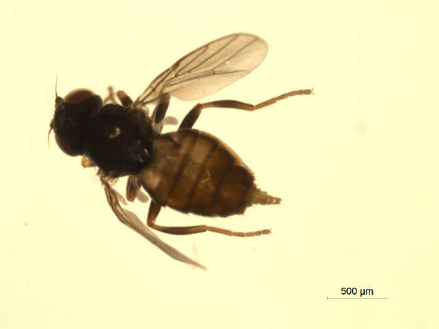 Image of Conioscinella