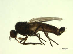 Image of Rhamphomyia latilobata Bartak 2002