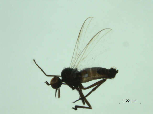 Image of Rhamphomyia pusio Loew 1861