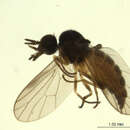 Image of Iteaphila nitidula Zetterstedt 1838