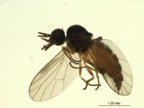 Image de Iteaphila nitidula Zetterstedt 1838