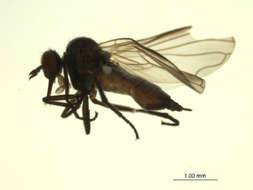 Image of Rhamphomyia latilobata Bartak 2002