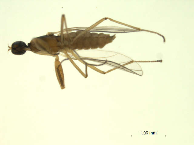 Image of Hemerodromia fibrina Landry 1985