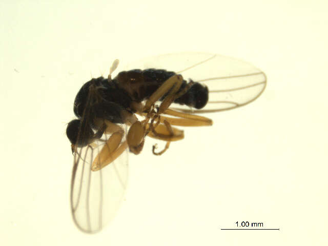 Image of Platypalpus prorsus Melander 1927
