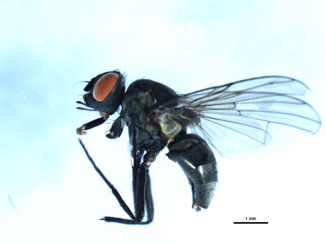 Imagem de Limnophora uniseta Stein 1916