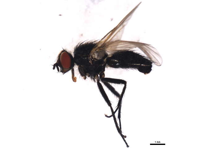 Image of <i>Lasiomma latipenne</i>