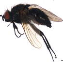 Image of <i>Zaphne zetterstedtii</i>