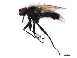 Image of <i>Lasiomma latipenne</i>