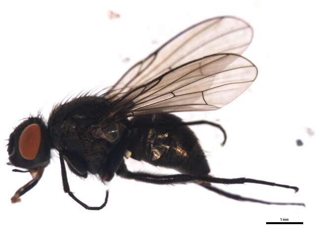 Imagem de Limnophora uniseta Stein 1916