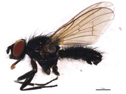 Image of <i>Lasiomma latipenne</i>