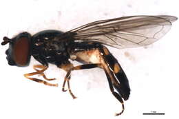 Image of Platycheirus speighti Dockzal, Stuke & Goeldlin 2003