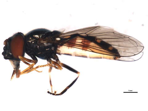 Image of Platycheirus naso (Walker 1849)