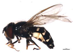 Image of Dasysyrphus amalopis (Osten Sacken 1875)