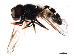 Image of Dasysyrphus pauxillus (Williston 1887)