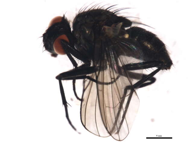 Imagem de Limnophora uniseta Stein 1916