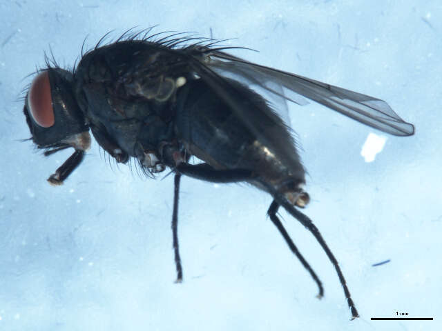 Imagem de Limnophora uniseta Stein 1916