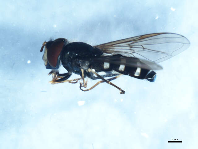 Image of Dasysyrphus pauxillus (Williston 1887)