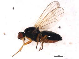 Image of Okeniella