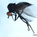 Image of Rhamphomyia pusilla Zetterstedt 1838