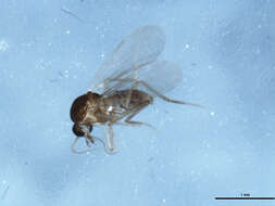 Image of Culicoides stilobezzioides Foote & Pratt 1954