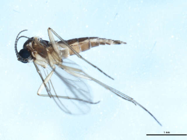 Image of Camptochaeta consimilis (Holmgren 1869)