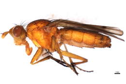 Image of Tetanocera robusta Loew 1847