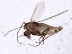 Paraphaenocladius resmi