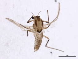 Image of Psectrocladius sordidellus (Zetterstedt 1838)