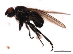 <i>Norrbomia fumipennis</i> resmi