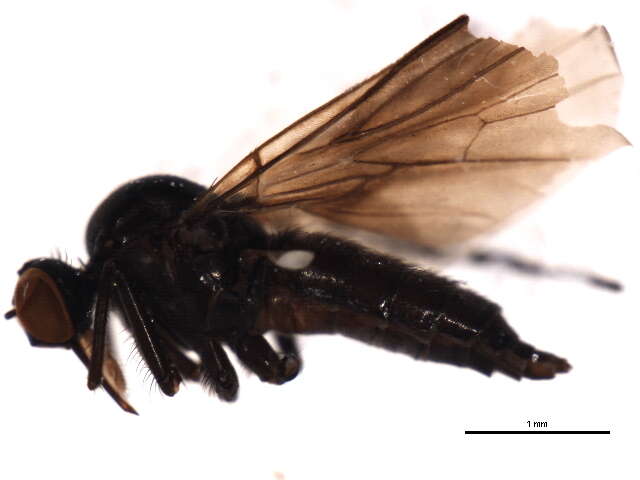 Image of Rhamphomyia phemius