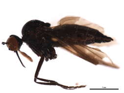 Image of Rhamphomyia phemius