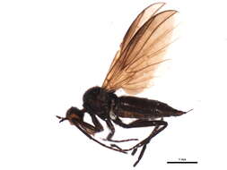 Image of Rhamphomyia phemius