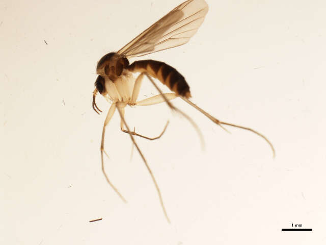 Image of Exechia nigroscutellata Landrock 1912