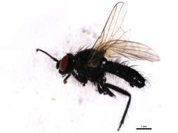 Image of <i>Lasiomma latipenne</i>