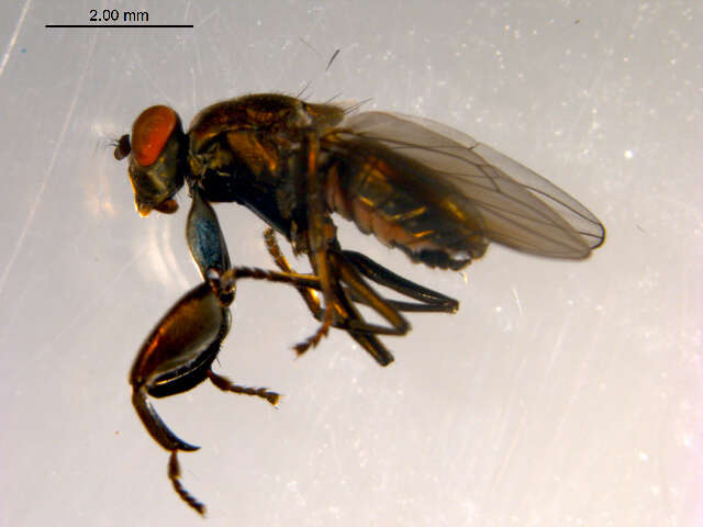 Image of Mantis Fly