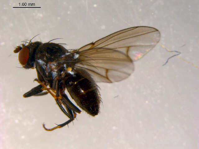 Image of <i>Notiphila caudata</i>