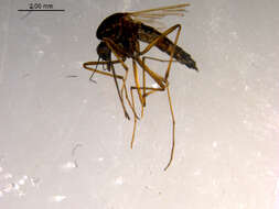 Image of Aedes impiger (Walker 1848)