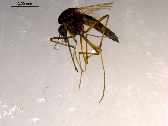 Image of Aedes impiger (Walker 1848)