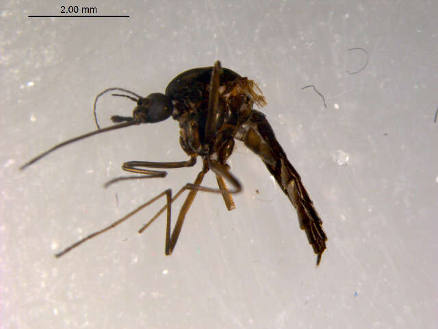 Image of Aedes impiger (Walker 1848)