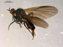 Image of Rhamphomyia phemius