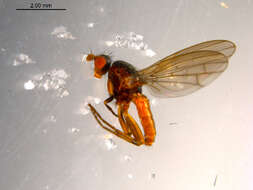 Image of Heteromyza oculata Fallen 1820