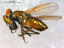 Image of Mantis Fly