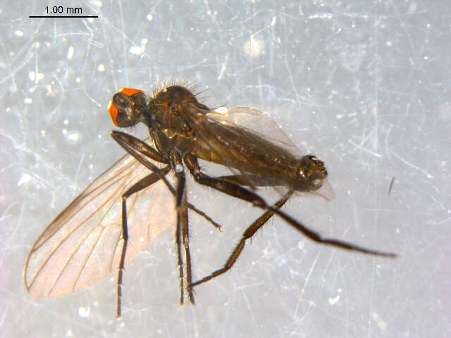 Image of Rhamphomyia phemius