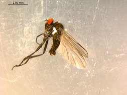 Image of Rhamphomyia phemius