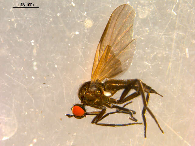 Image of Rhamphomyia phemius