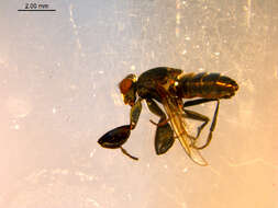 Image of Mantis Fly